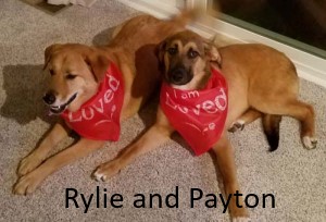 photo of Rylie and Payton medium size, tan dogs